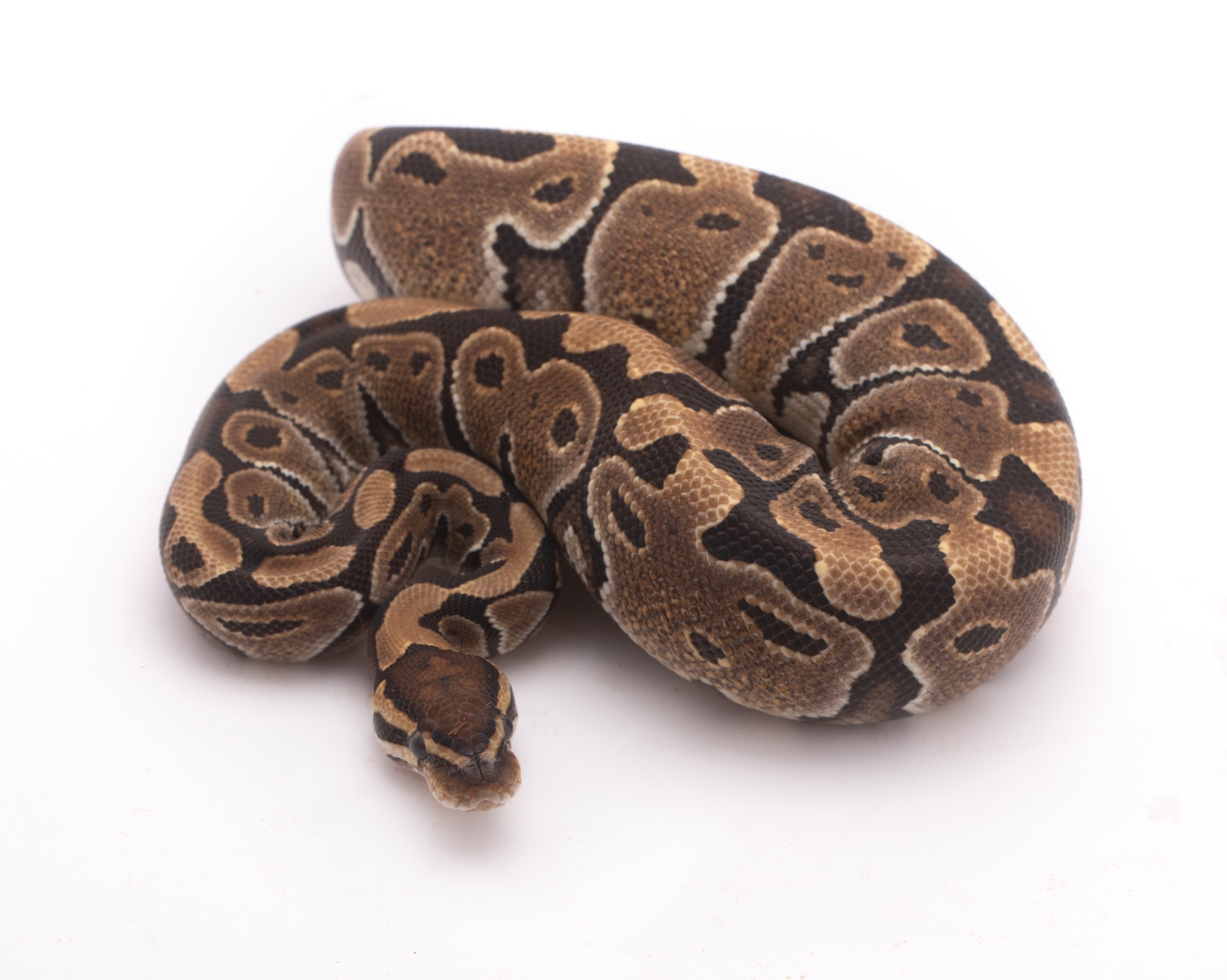 Special Ball Python by Custom Scales