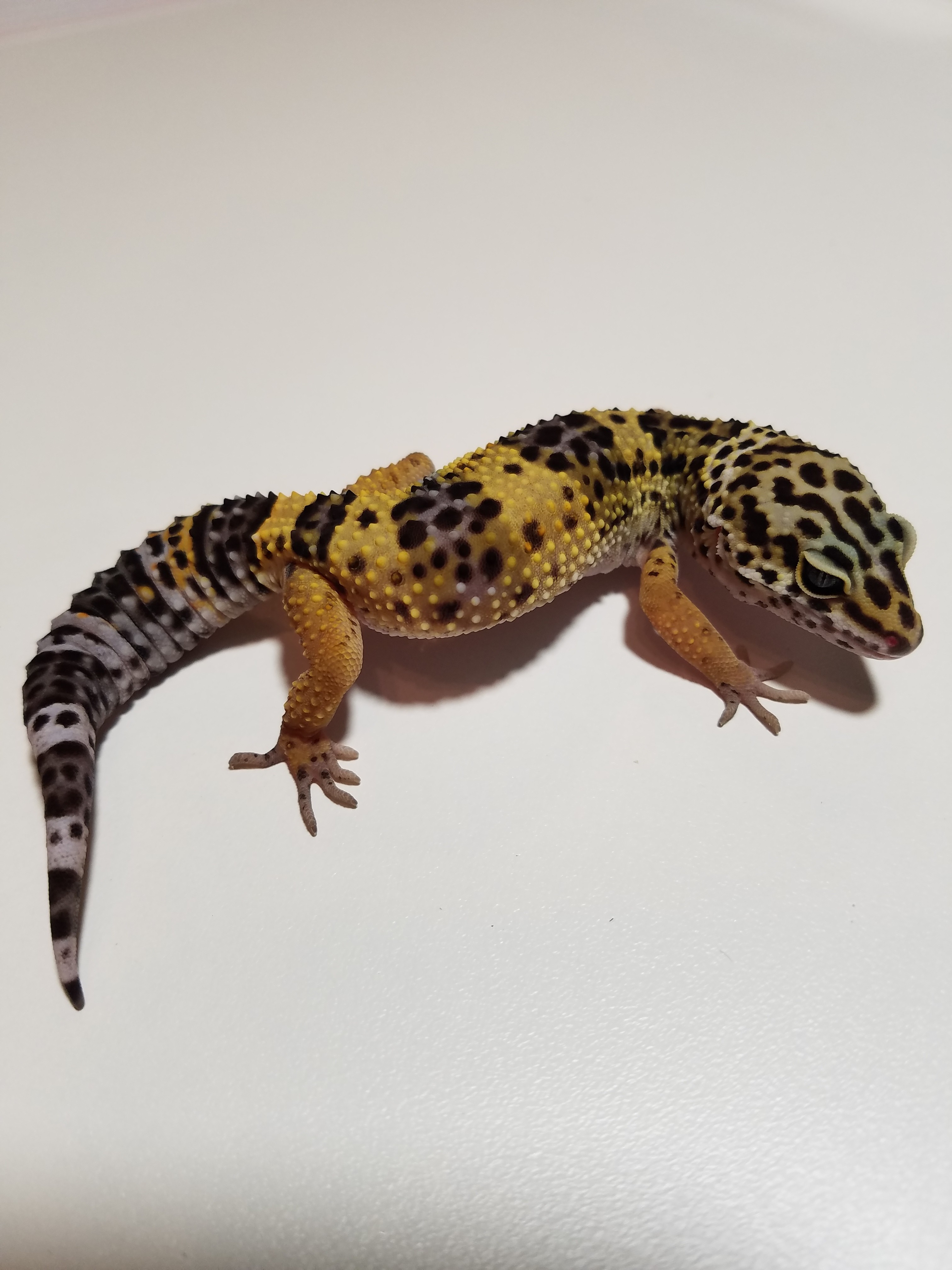 Normal Leopard Gecko by Morph Addicts