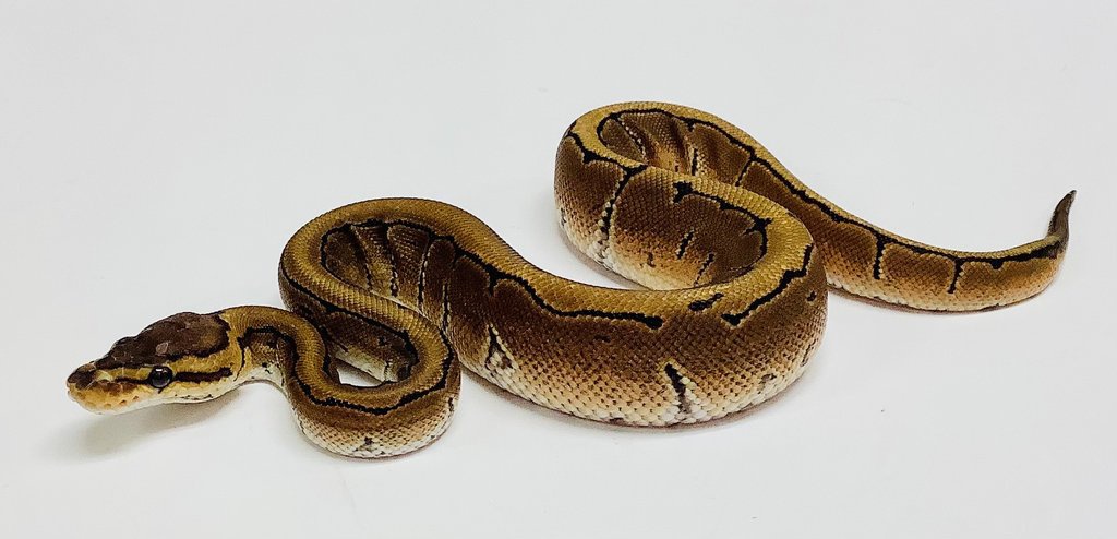 Pinstripe Ball Python by BHB Reptiles