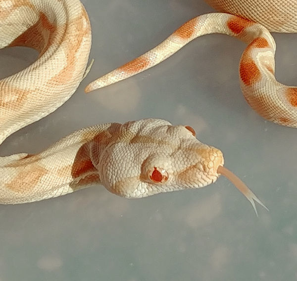 Sharp Albino Boa Constrictor by Troy Lee's Reptiles