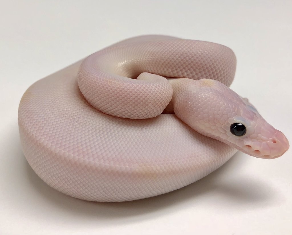 Super Fire Ball Python by BHB Reptiles