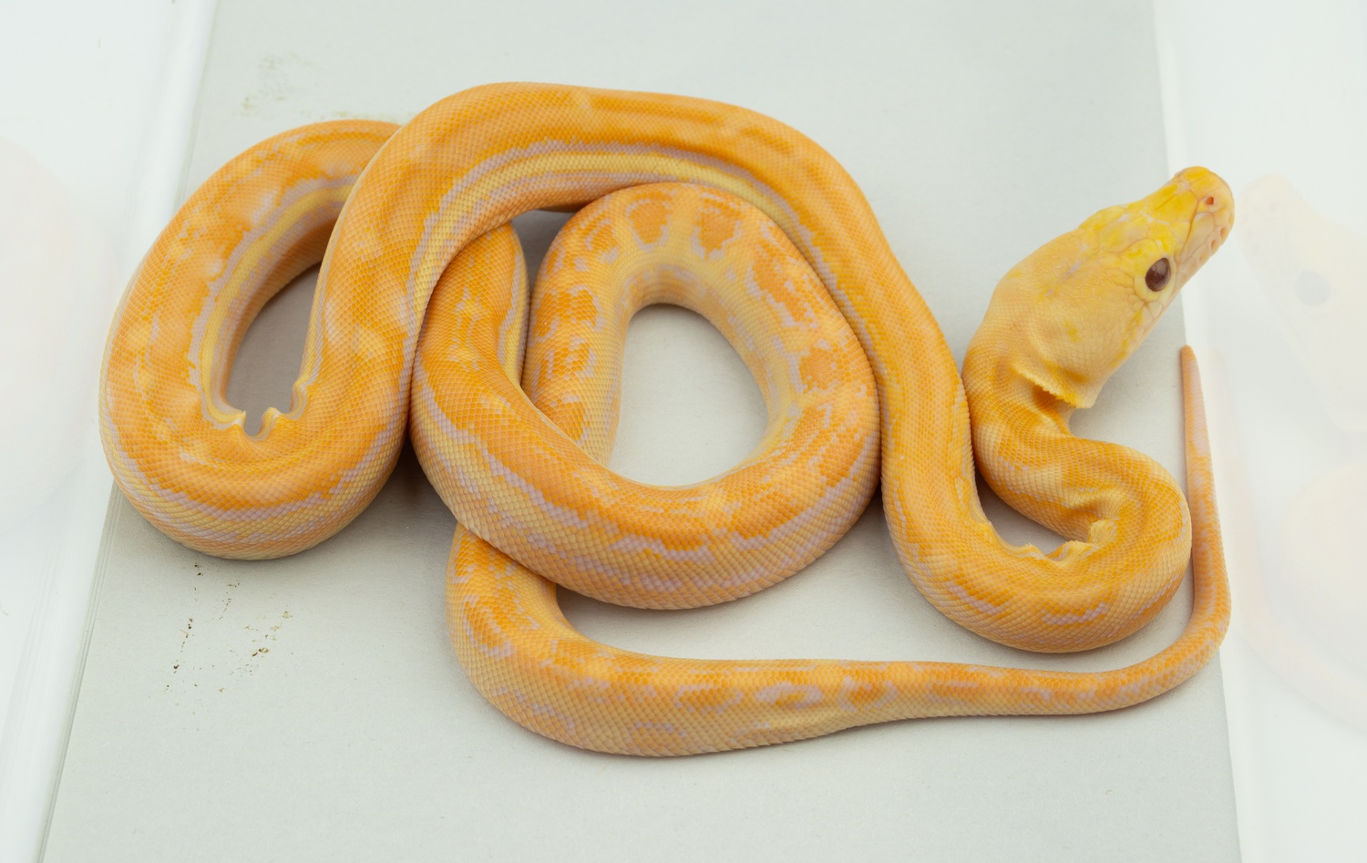 Lavender Sunfire Anthrax Genetic Stripe Reticulated Python by Warren Reptiles