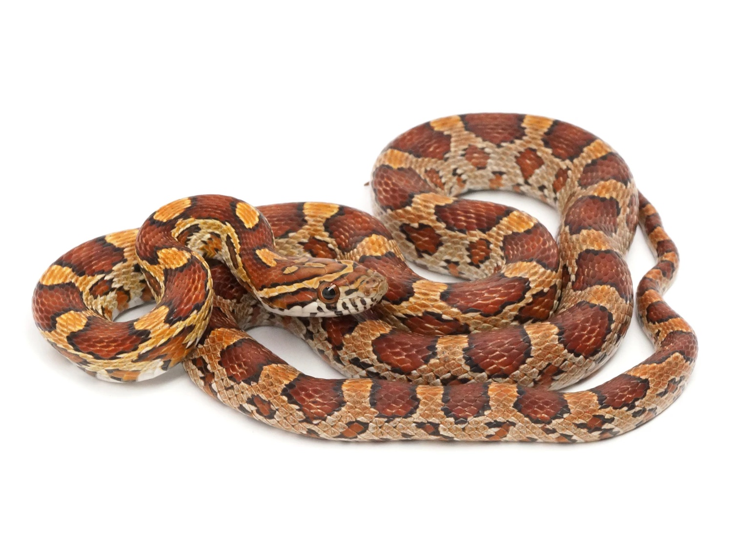 Normal Corn Snake by New England Reptile Distributors