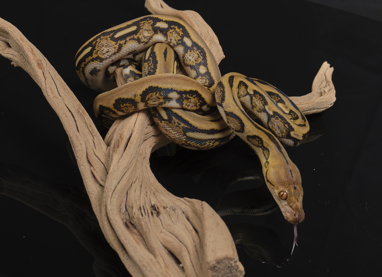 Tiger Het Indo Caramel 25% Bali Blood Reticulated Python by Rnb Reptiles