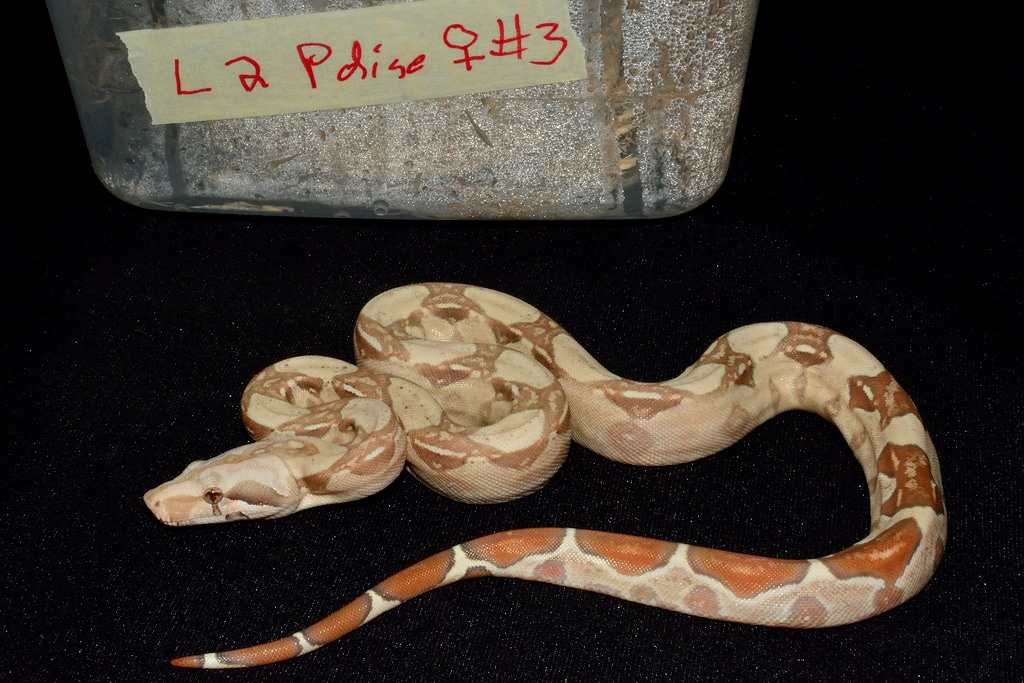 Paradise Boa Constrictor by Mainely Boas