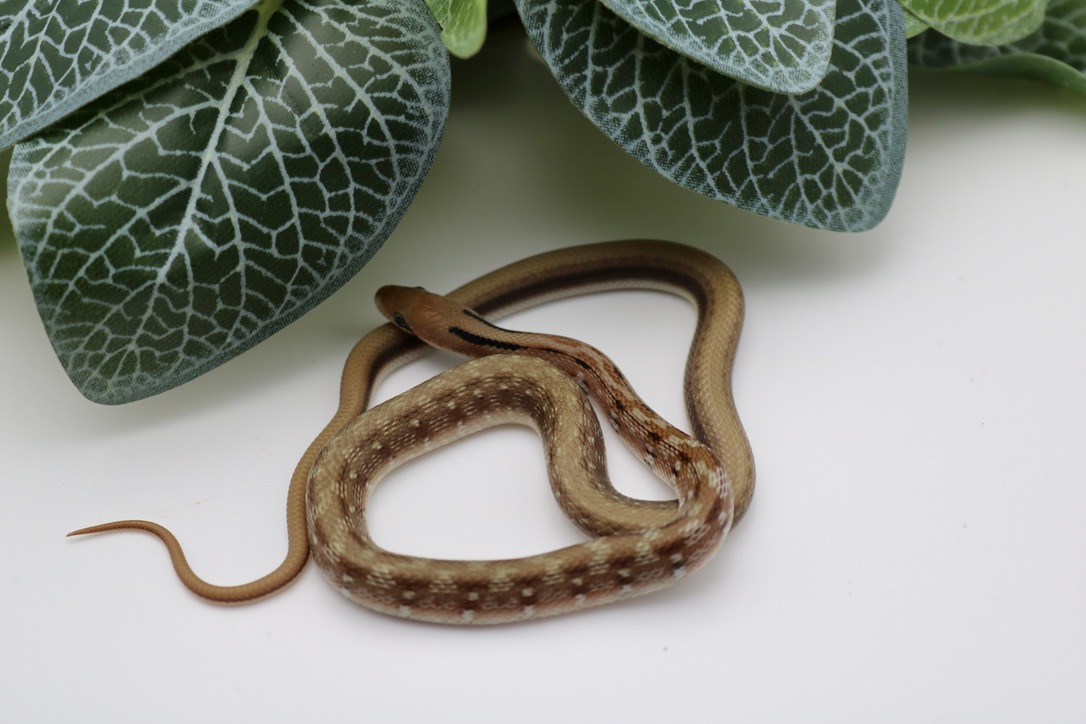 Introducing a Rare Species: Trinket Snakes! New Project - Colubrids ...