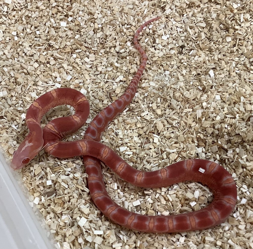 Scaleless Albino Motley Corn Snake by BHB Reptiles
