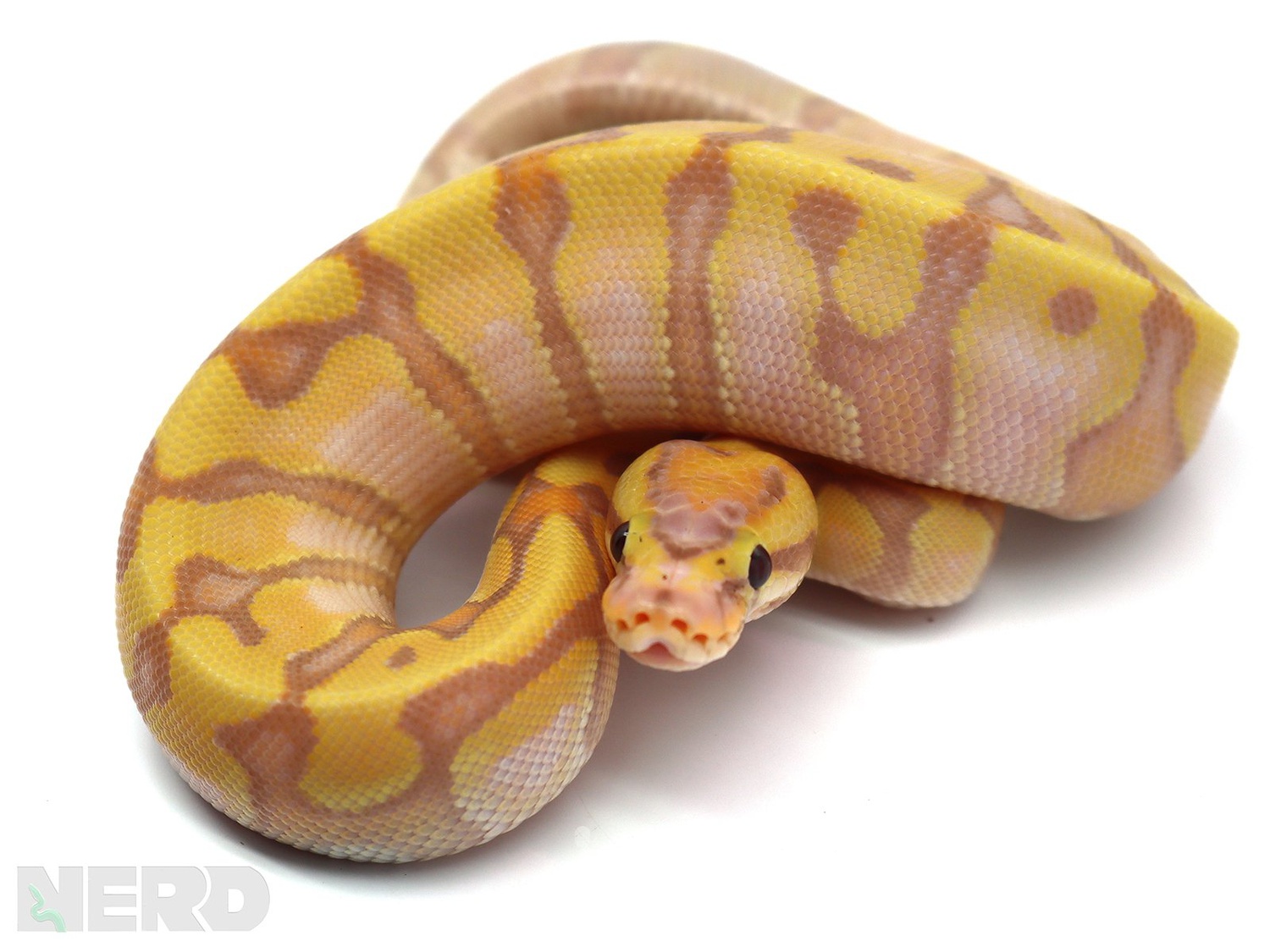 Coral Glow Pastel Hidden Gene Woma Granite Enchi Fader Odium Possible Het Piebald Ball Python by New England Reptile Distributors