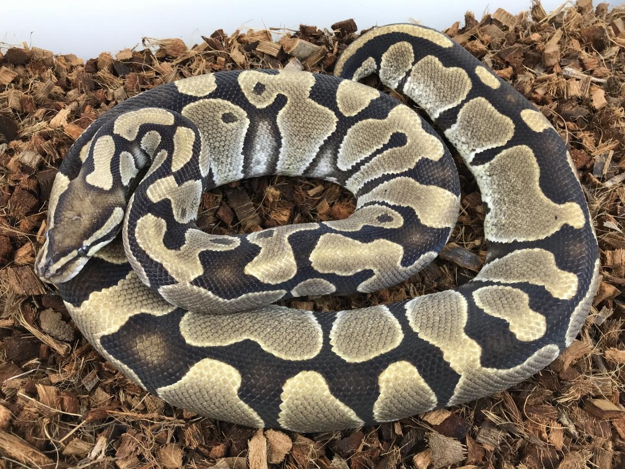 Normal Ball Python by Royal Constrictor Designs
