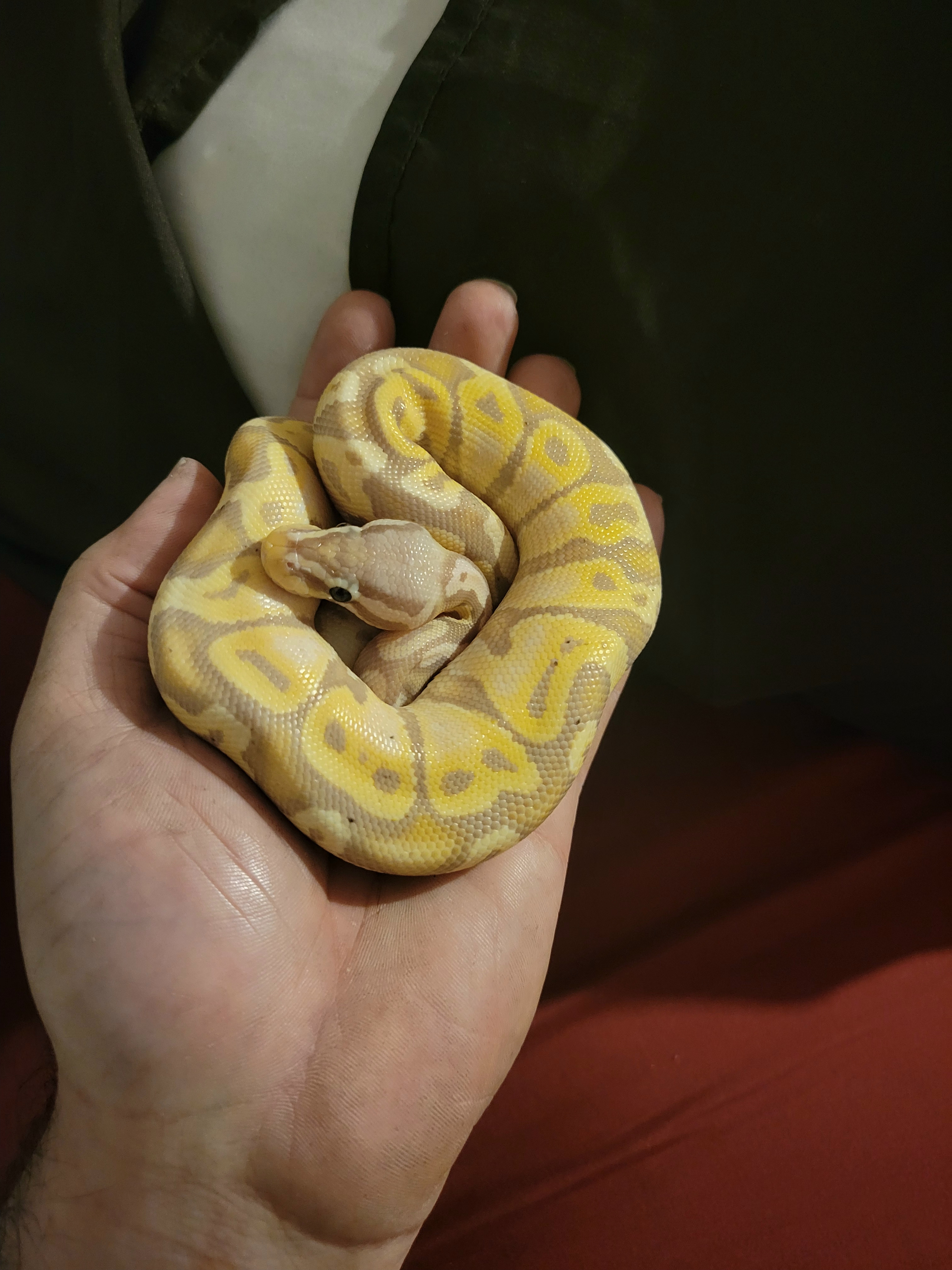 Is this just a banana ball pythons morphmarket reptile community