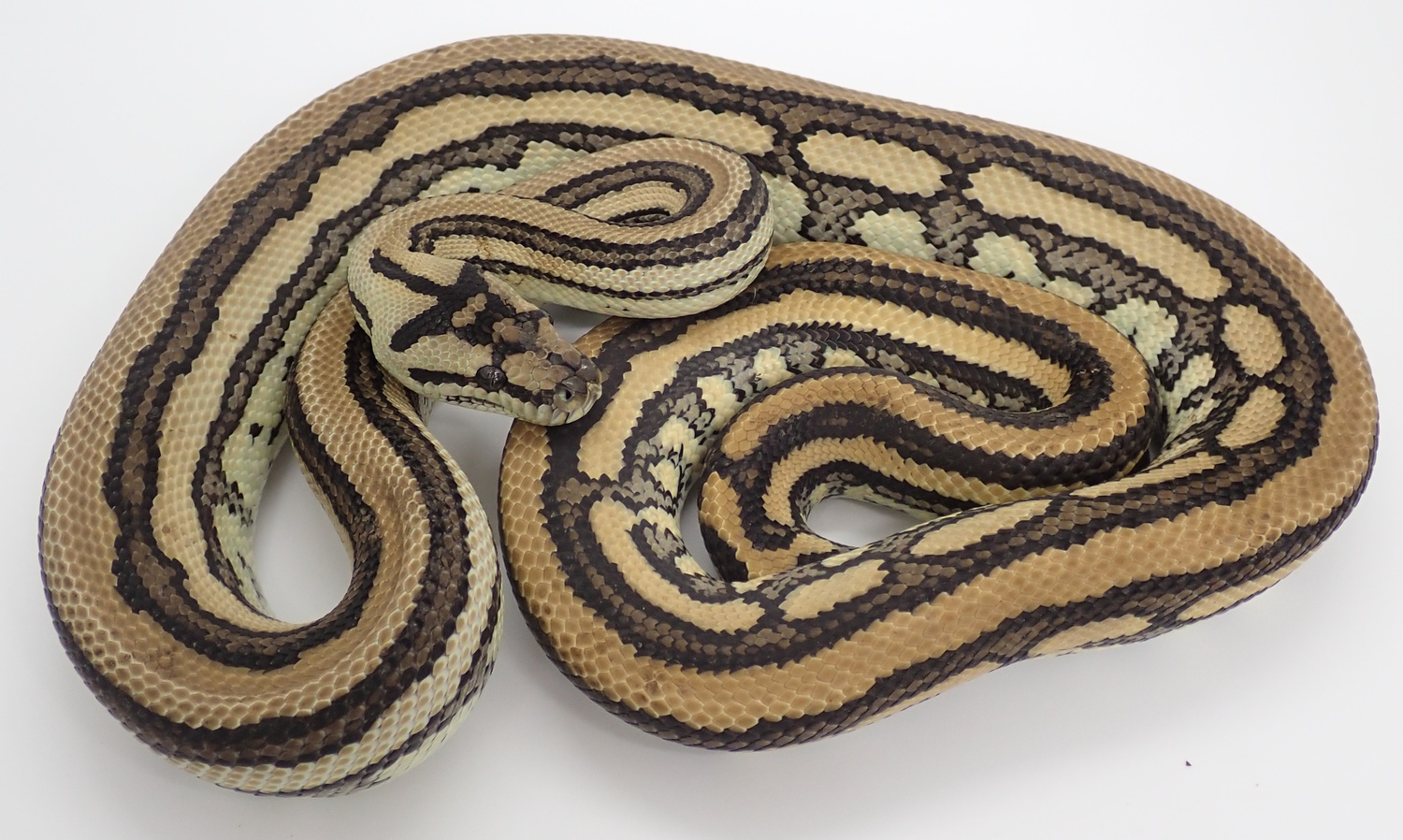 Baylin Red Tiger Male Coastal Carpet Python by KD Selective Creations