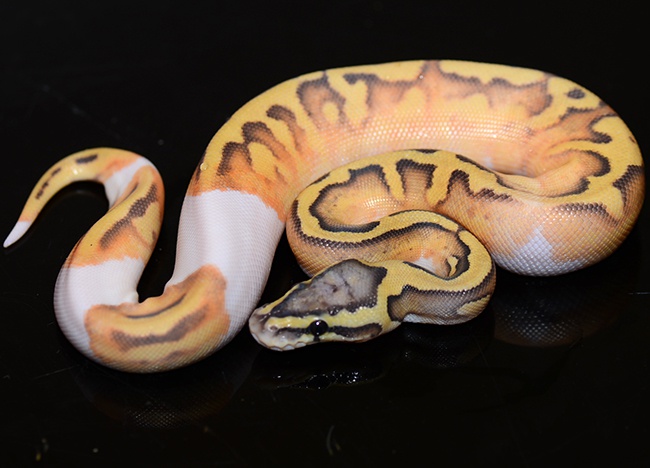 Pastel Enchi Orange Ghost Pied Ball Python by Jon's Jungle, LLC