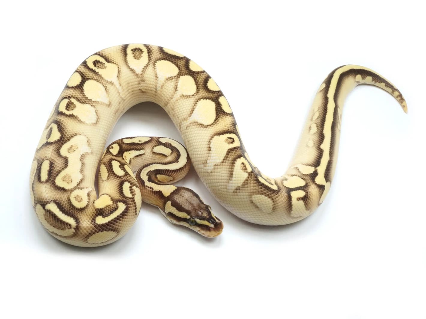 Pastel Lesser Bald Possible Yellowbelly/Specter by NERD