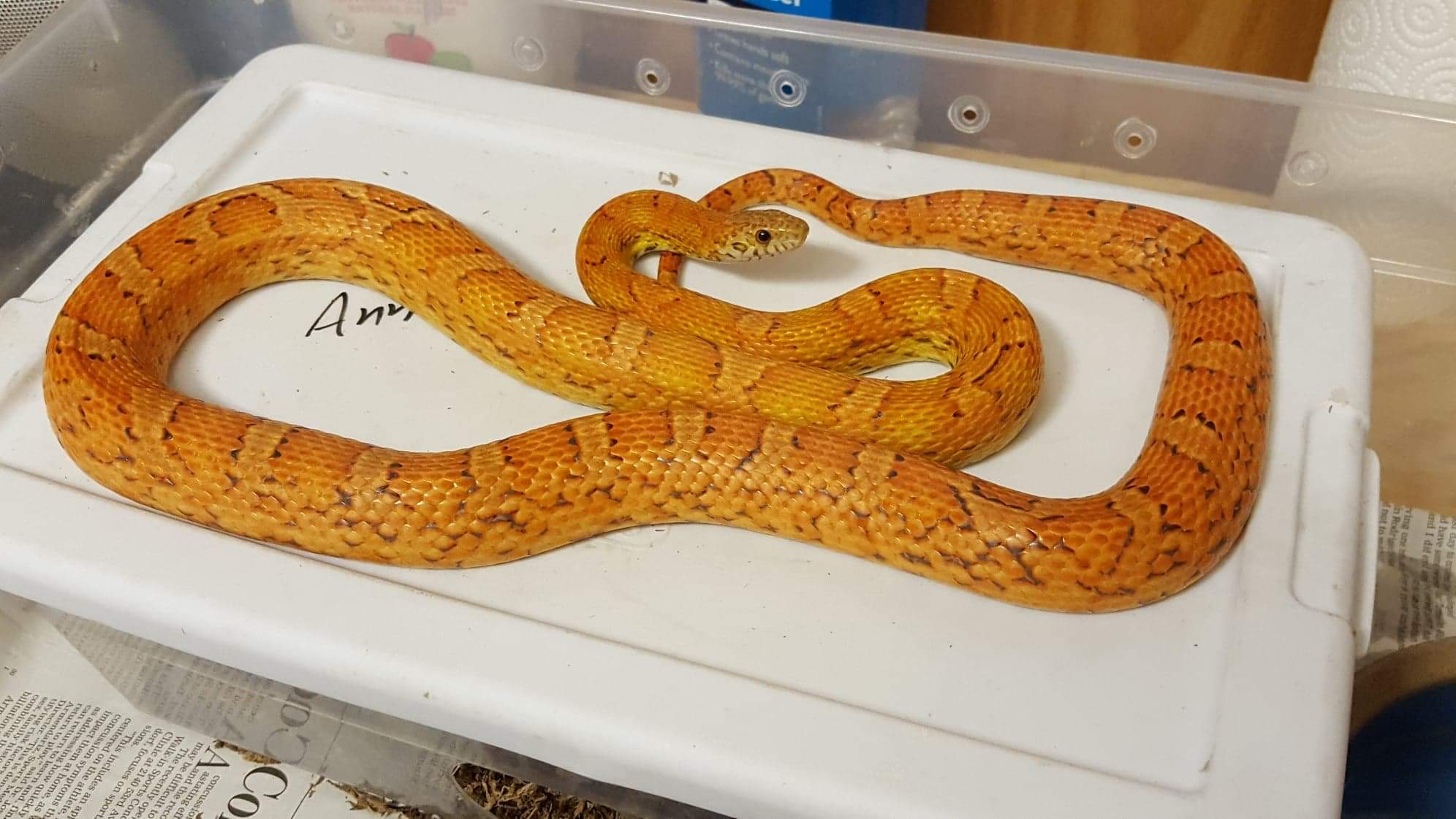 Sunkissed Corn Snake by ECW Reptiles