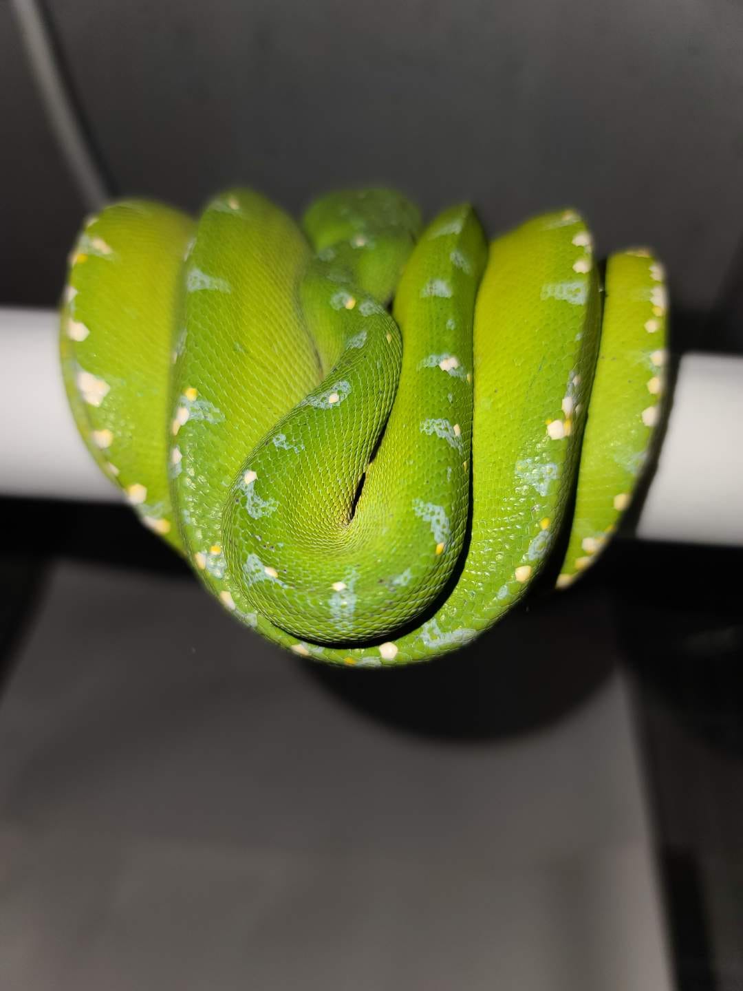 SORONG Green Tree Python by Wild Things Llc