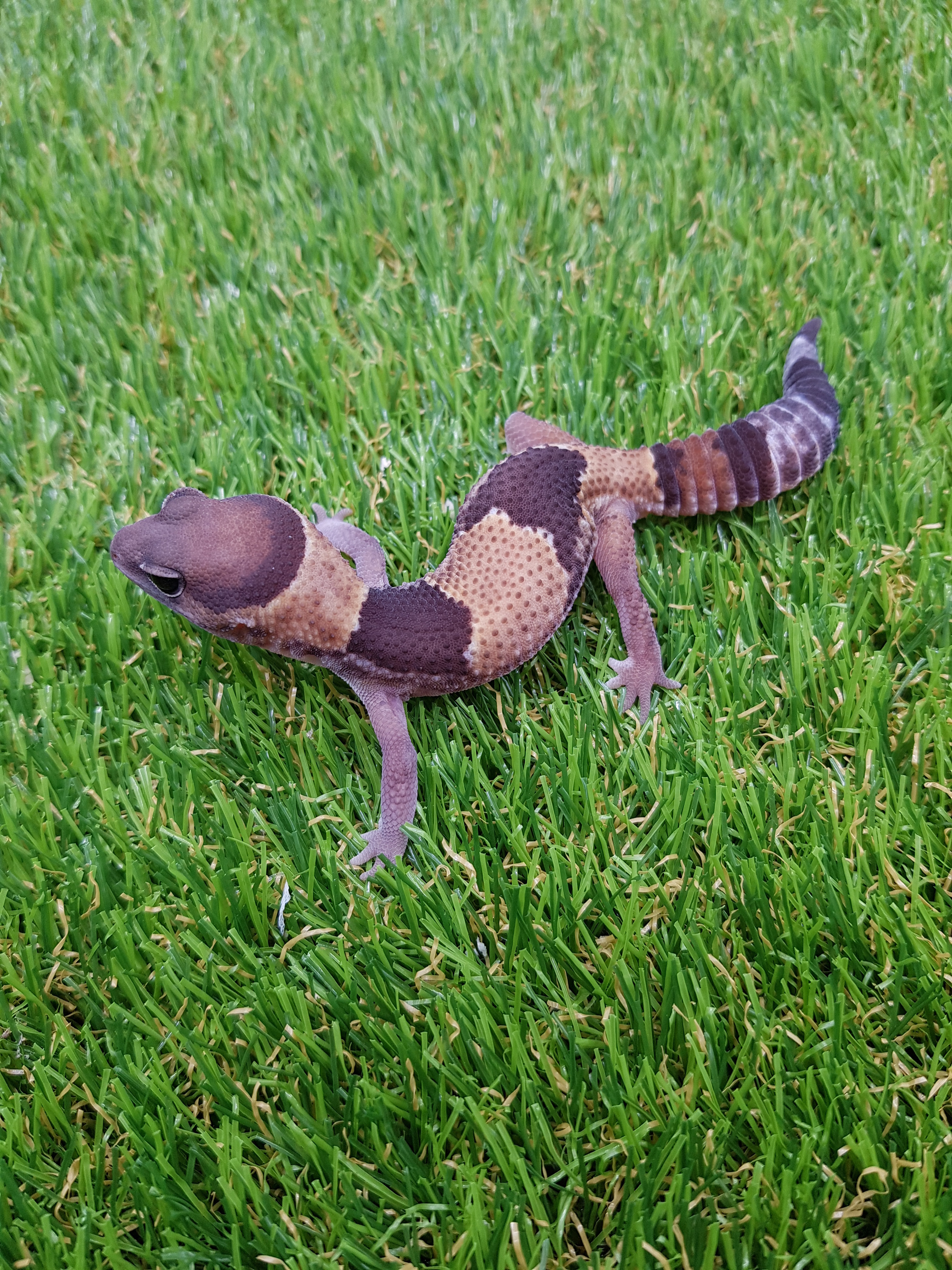 Normal African Fat-Tailed Gecko by Nathans_Reptiles