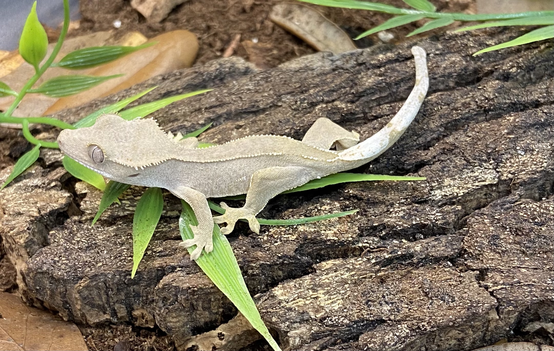 Patternless Crested Gecko by Hail The Scale