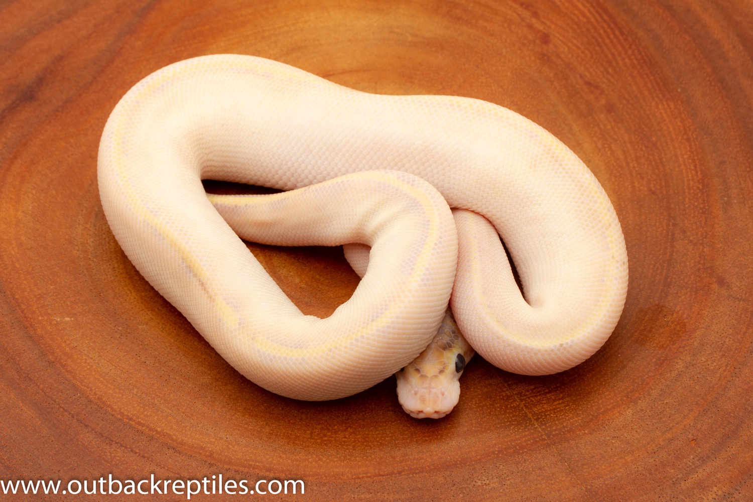 Peach Ivory Ball Python by Outback Reptiles
