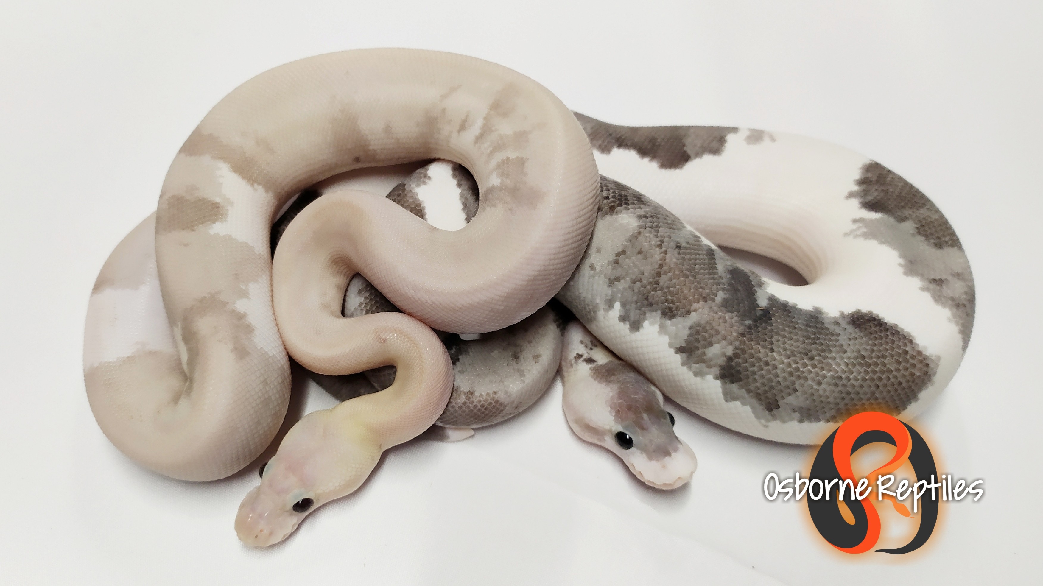 What Is Your Rarest Morph If Not Rare Most Expensive Ball Pythons 
