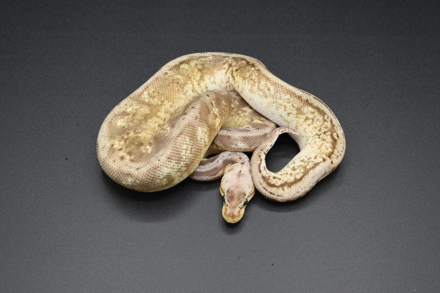 Cinder Pewter Spider Yellow Belly Ball Python by Sloan Reptiles