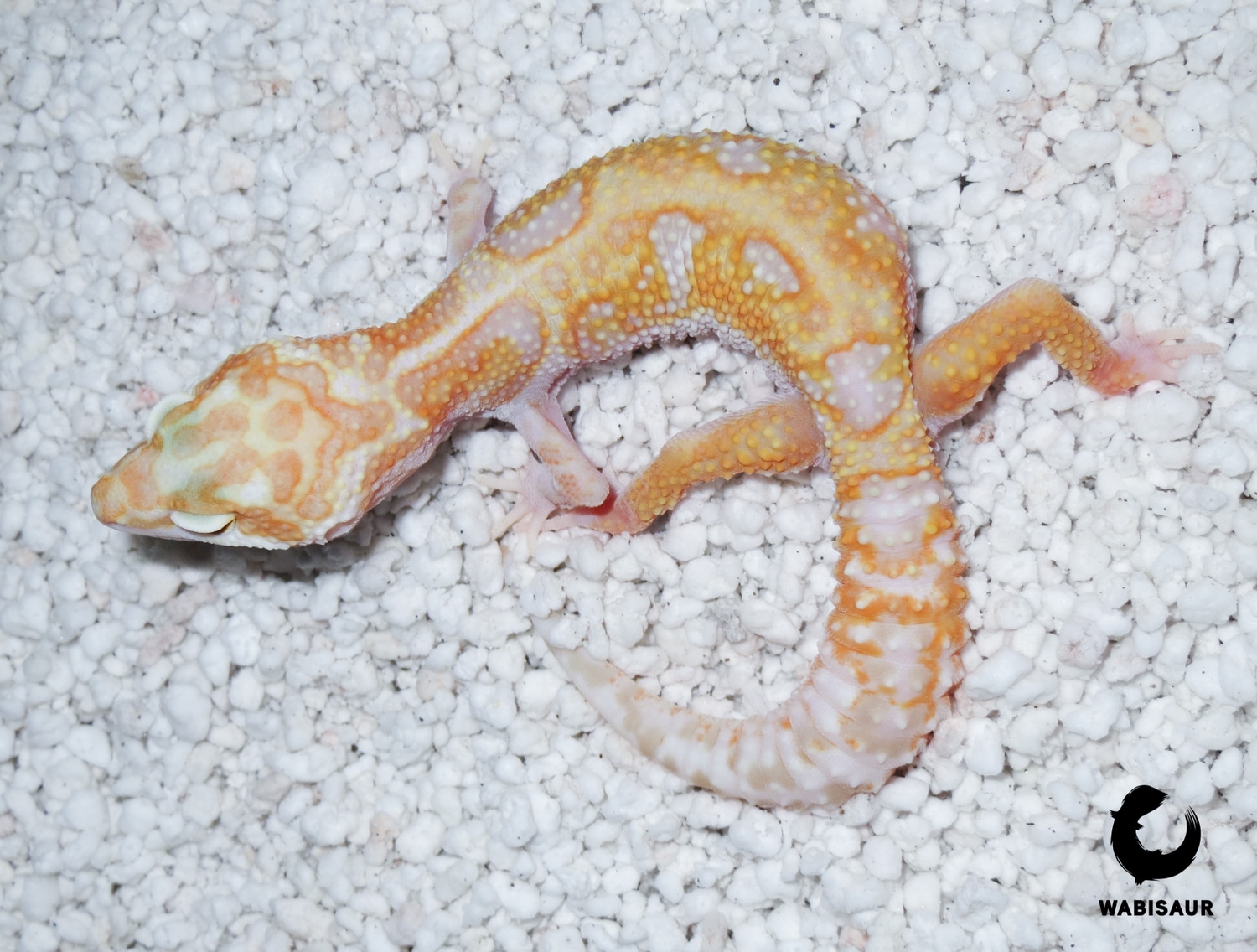 Tremper Albino (Glow Madness Line) Leopard Gecko by Wabisaur Geckos2