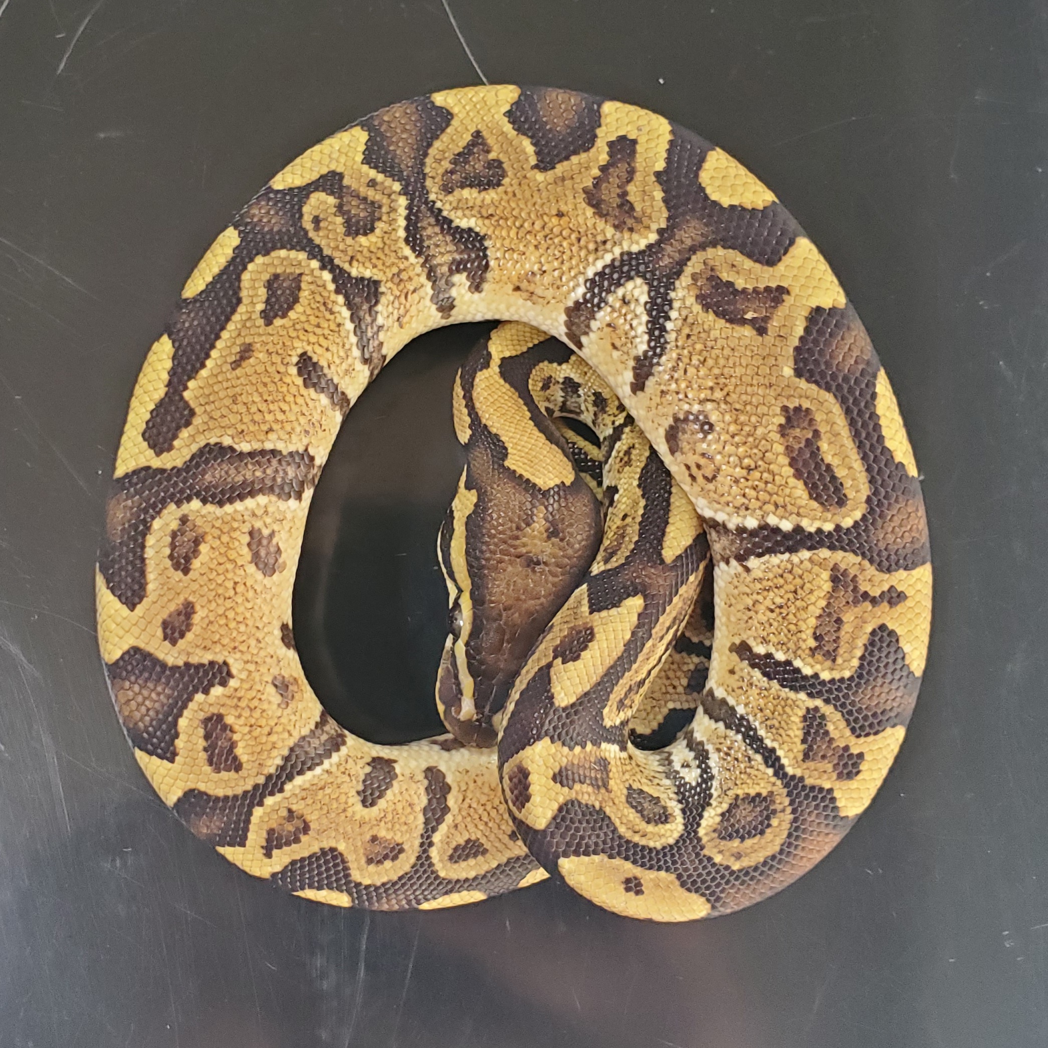 Lemonback Ball Python by Terra-Fauna Exotics