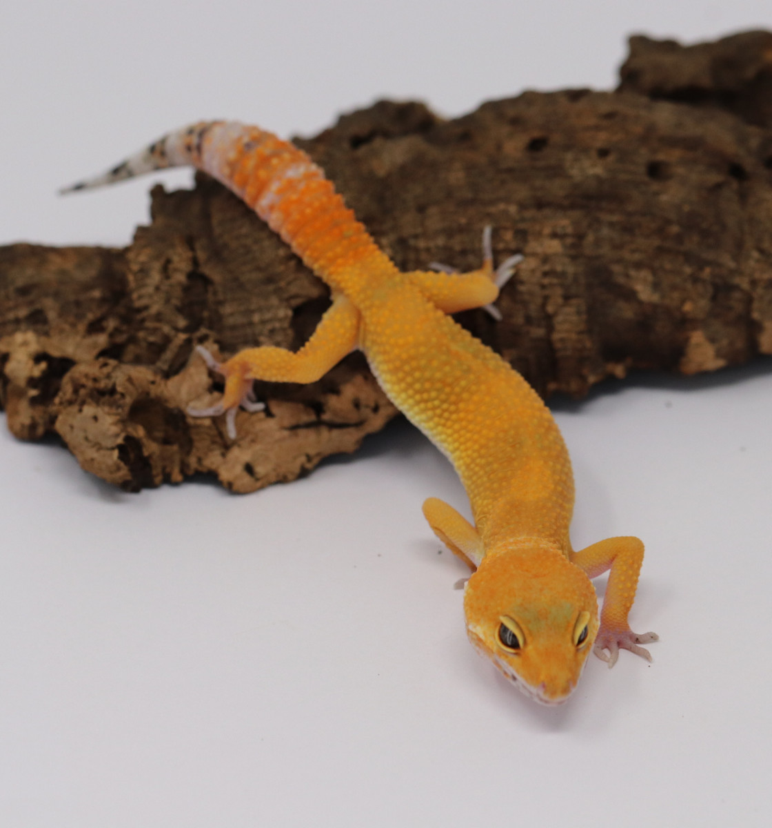 Tangerine Leopard Gecko by Roberson Reptiles