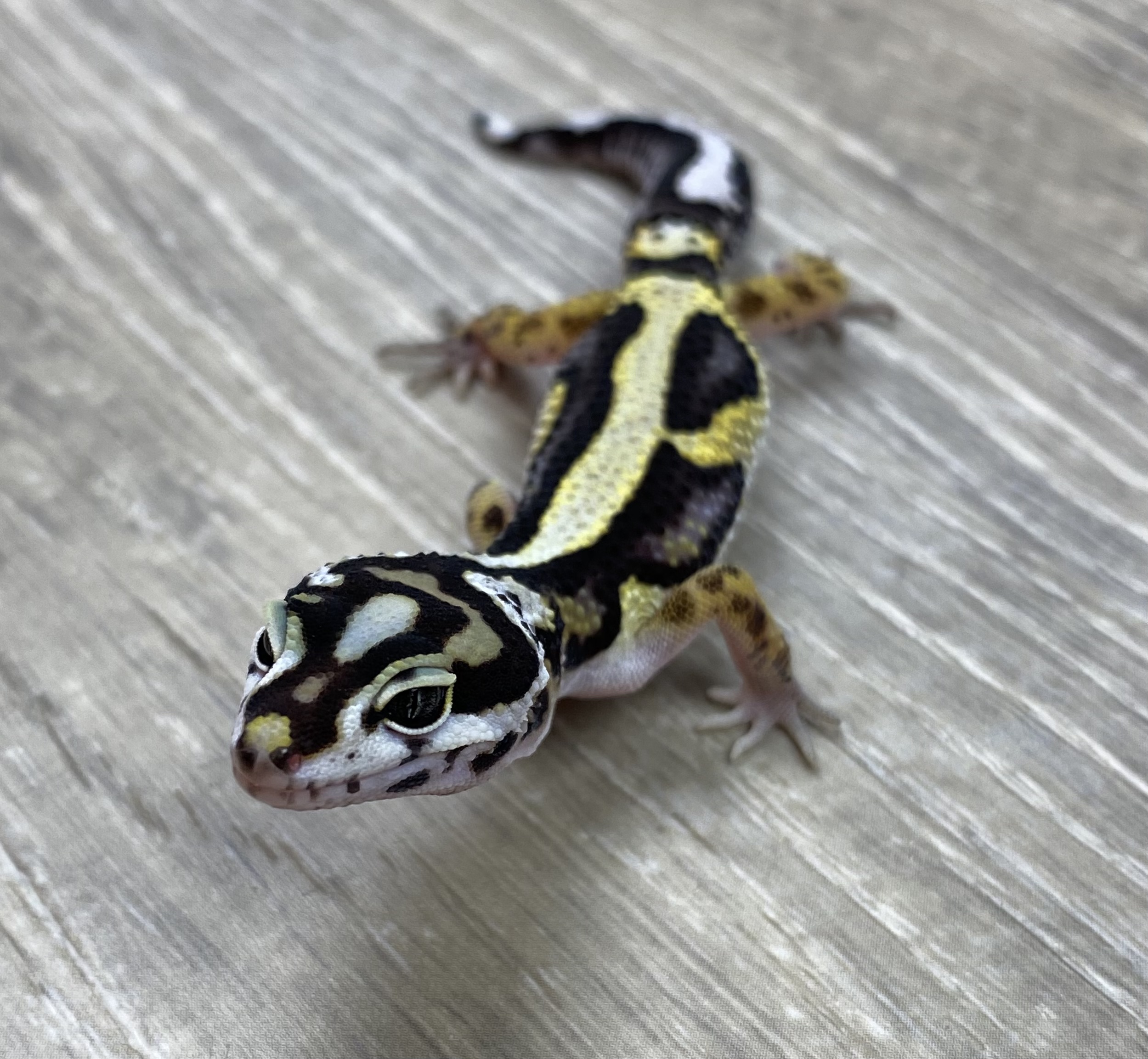 Extreme Bold Leopard Gecko by Red Rock Gecko’s