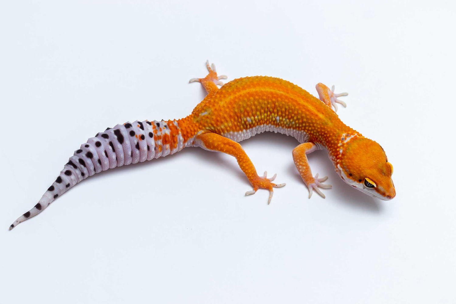 Atomic Electric Tangerine Leopard Gecko by Suburban Geckos