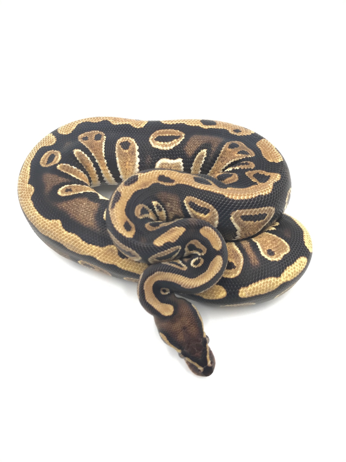 1Wrecking Het Pied Ball Python by Wreck room snakes