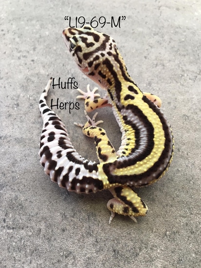 Gem Snow Bold Stripe Leopard Gecko by Huffs Herps