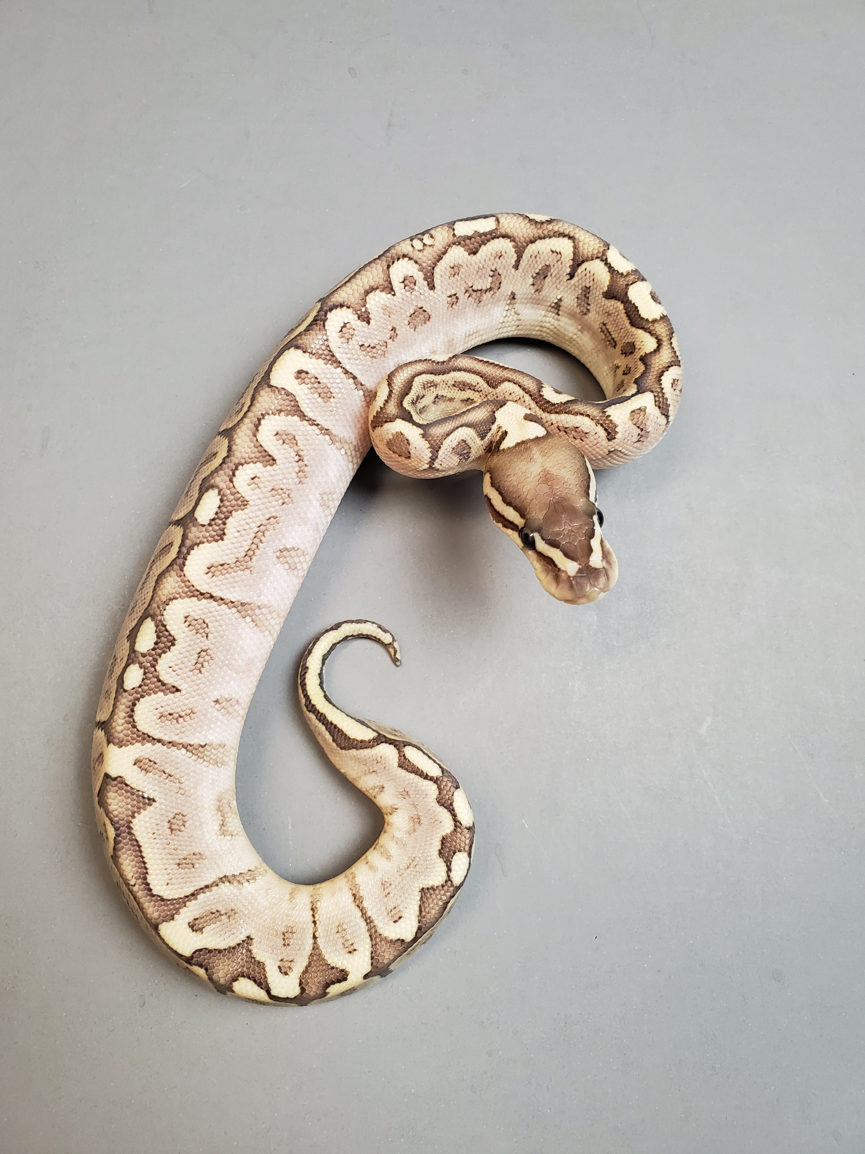 Bamboo Ball Python by Emberleaf Reptiles (#223431)