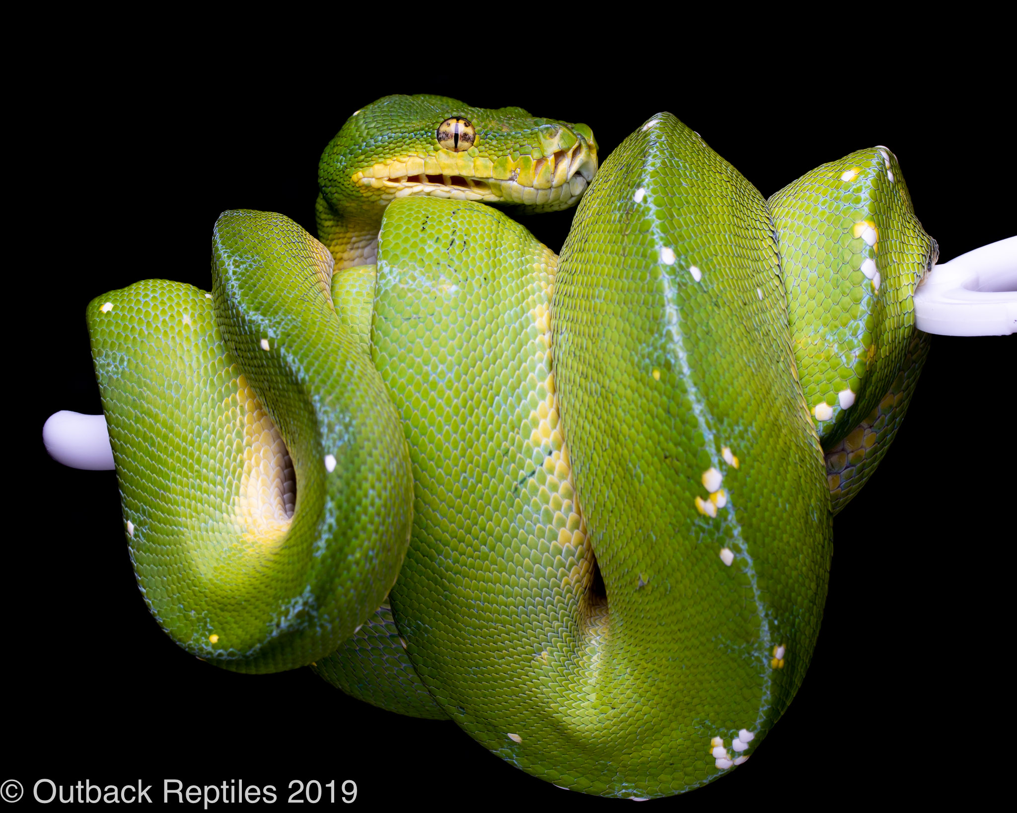 Jayapura Green Tree Python by Outback Reptiles