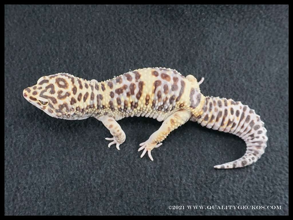 Giant Cinnamon Bandit Leopard Gecko by Quality Geckos