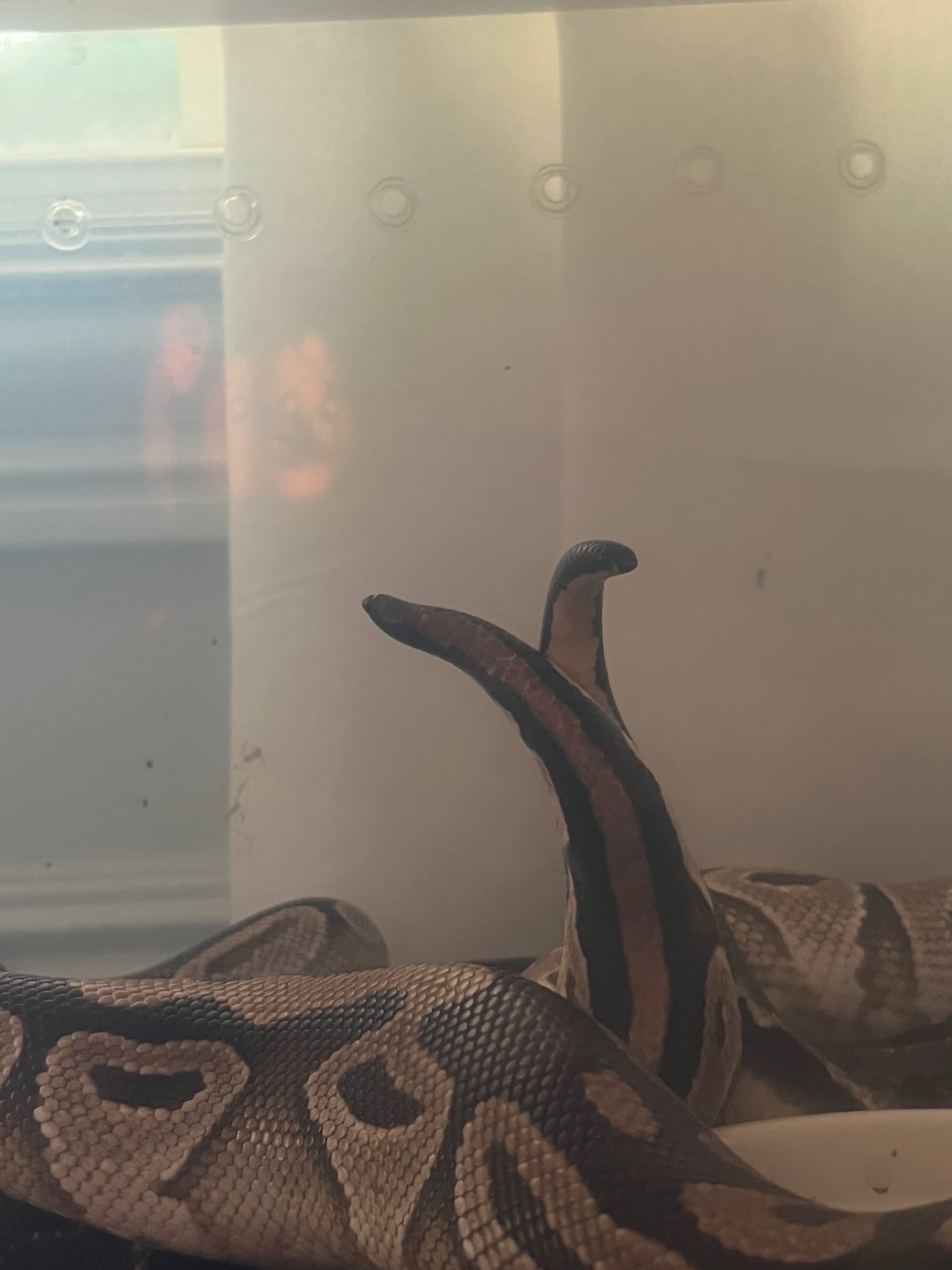 Gold blush Mojave Paired up with our leopard Ball Pythons