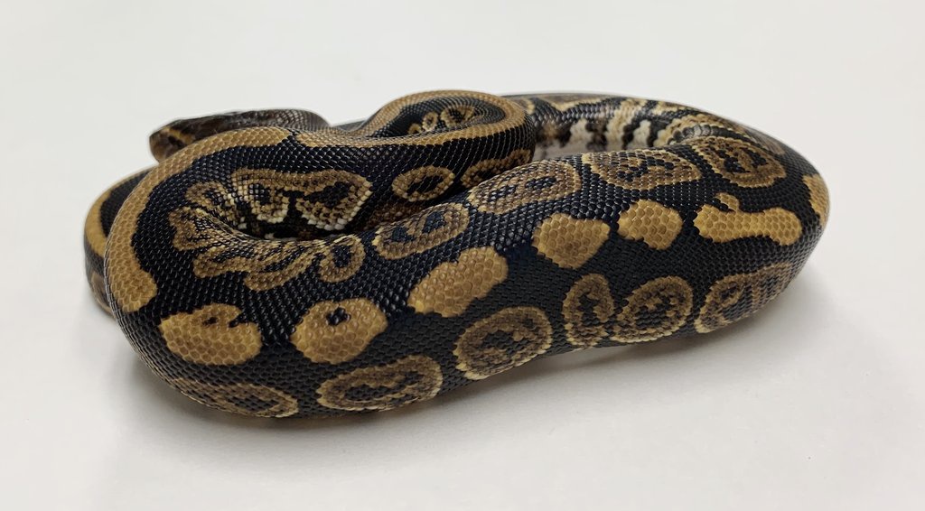 Mahogany Ball Python by BHB Reptiles