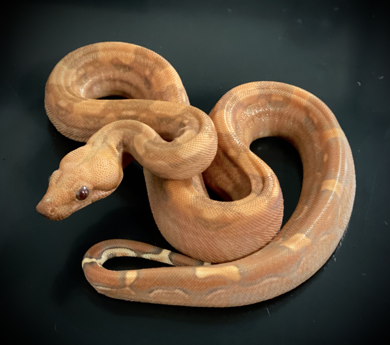 Vpi Berry Blood Boa Constrictor by Nordic Boas