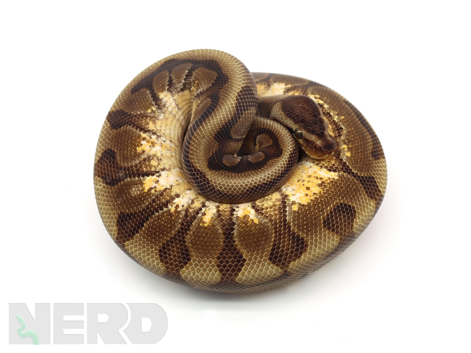 Hidden Gene Woma Enchi Yellowbelly Fader Odium Plus Ball Python by New England Reptile Distributors