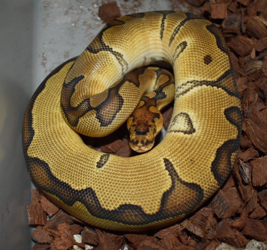 Citron Enchi Clown Ball Python by Just One More Exotic's