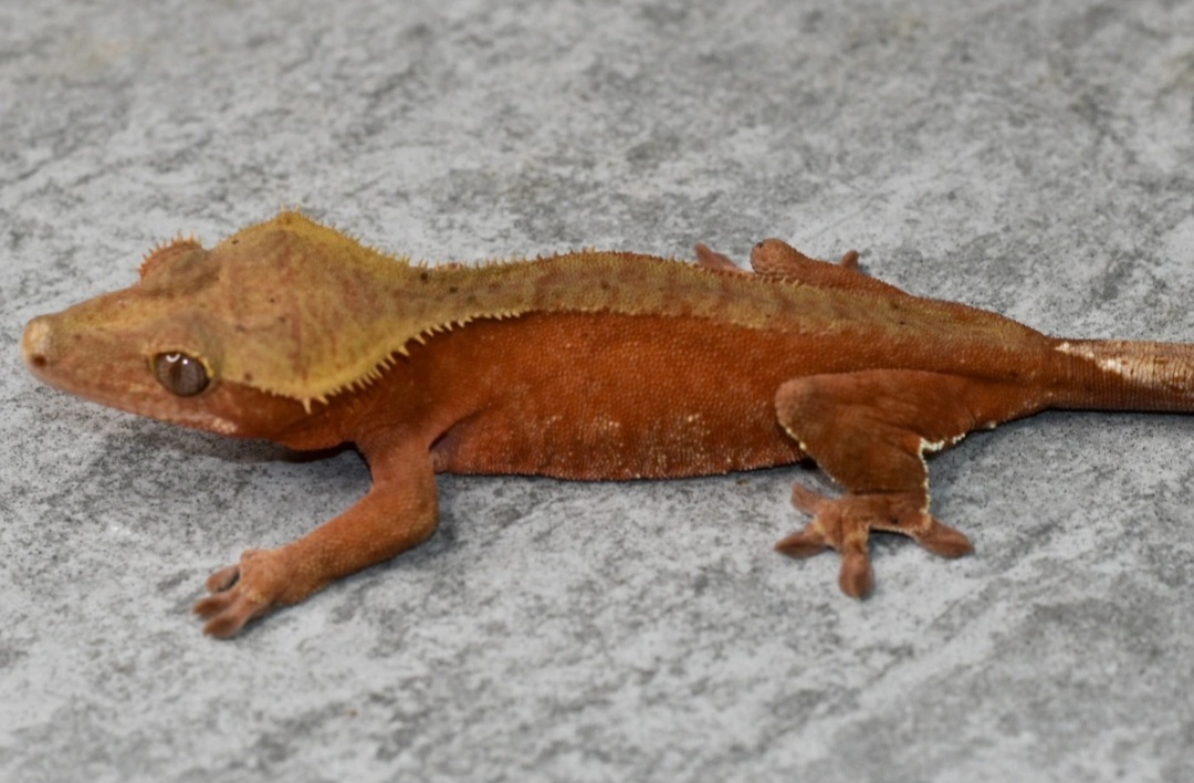 LW × Phantom Project - Crested Geckos - MorphMarket Reptile Community