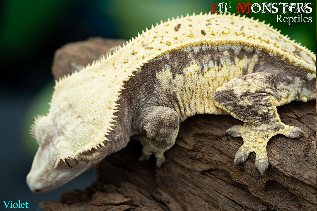 Violet the White Wall Crested Gecko by LIL MONSTERS Reptiles