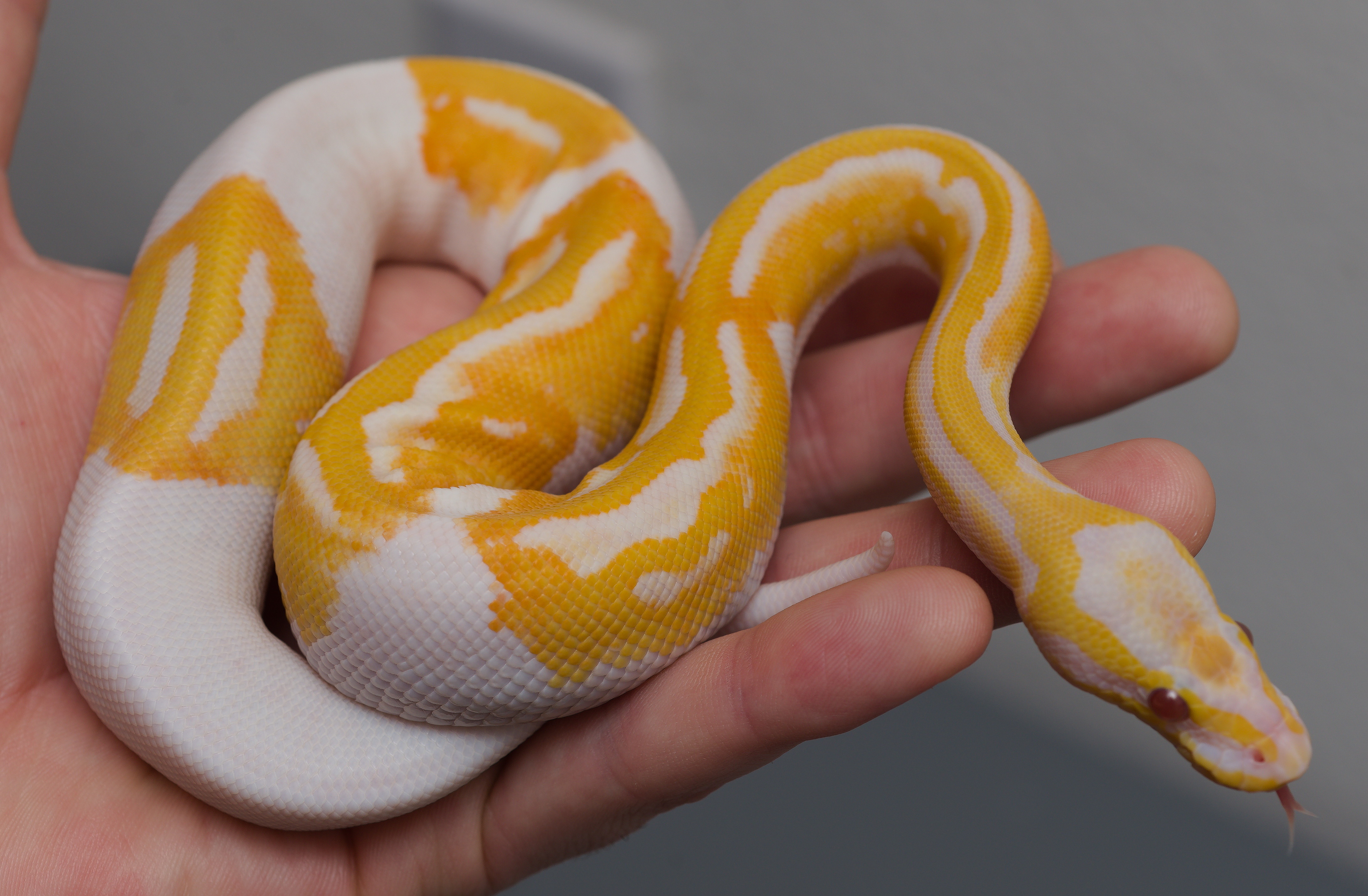What Is Your Rarest Morph If Not Rare Most Expensive Ball Pythons 
