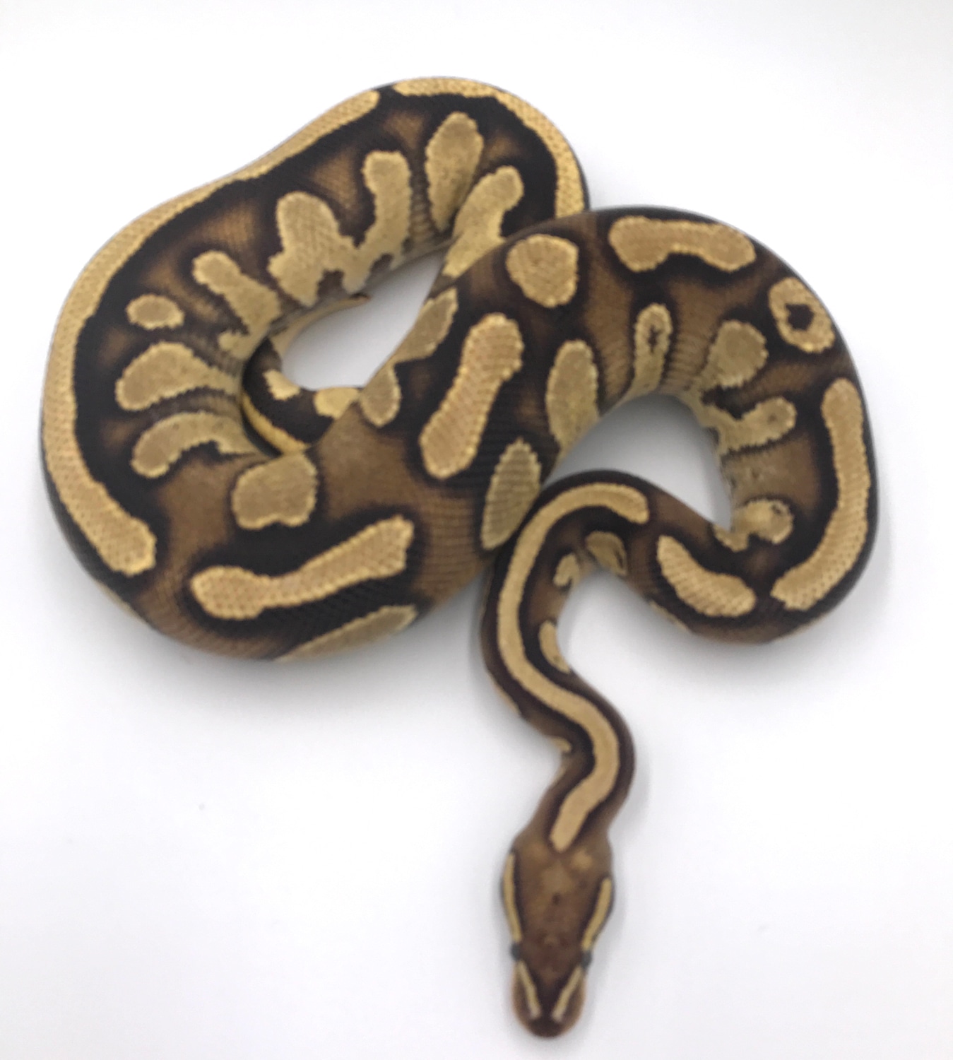 1Fire Wrecking Het Pied Ball Python by Wreck room snakes