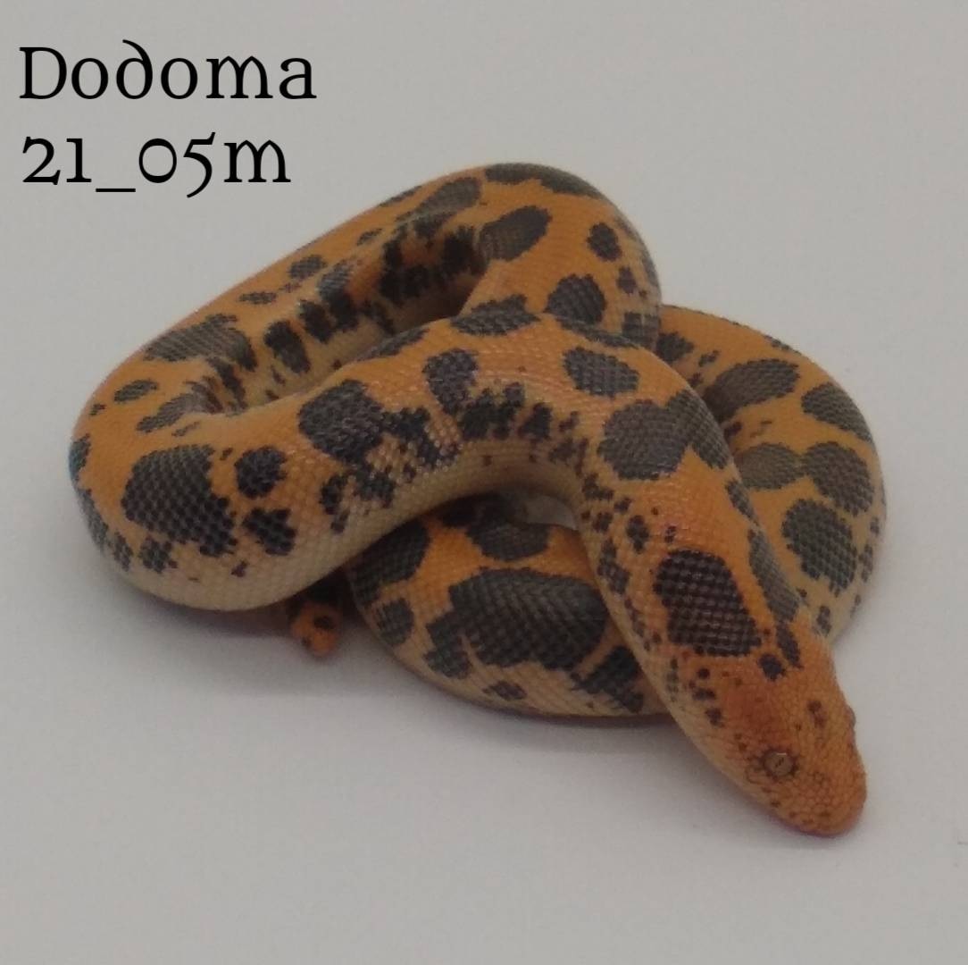 Pure Reduced-Pattern Dodoma Sand Boa by West Ridge Reptiles