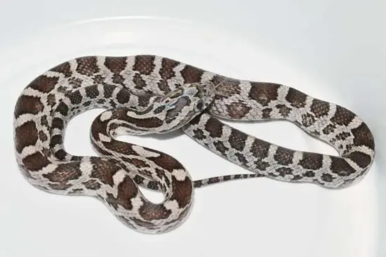 Cinder by VMS Professional Herpetoculture