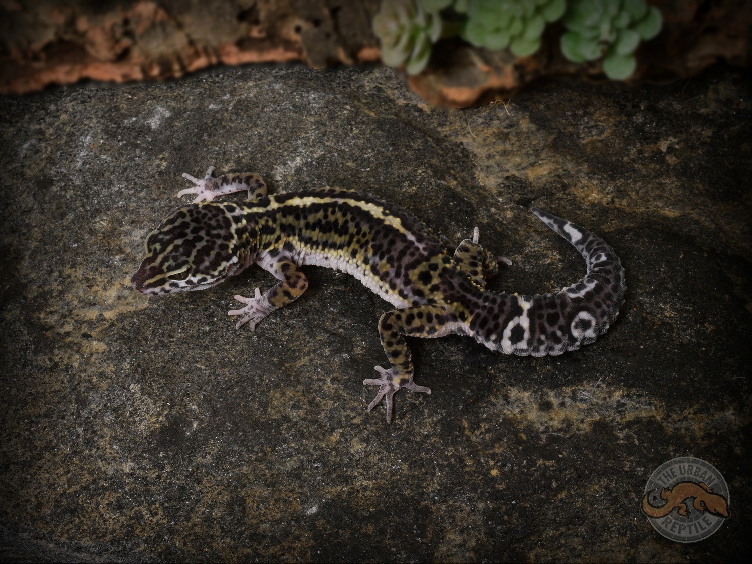 Black Night TUG Snow Leopard Gecko by The Urban Reptile