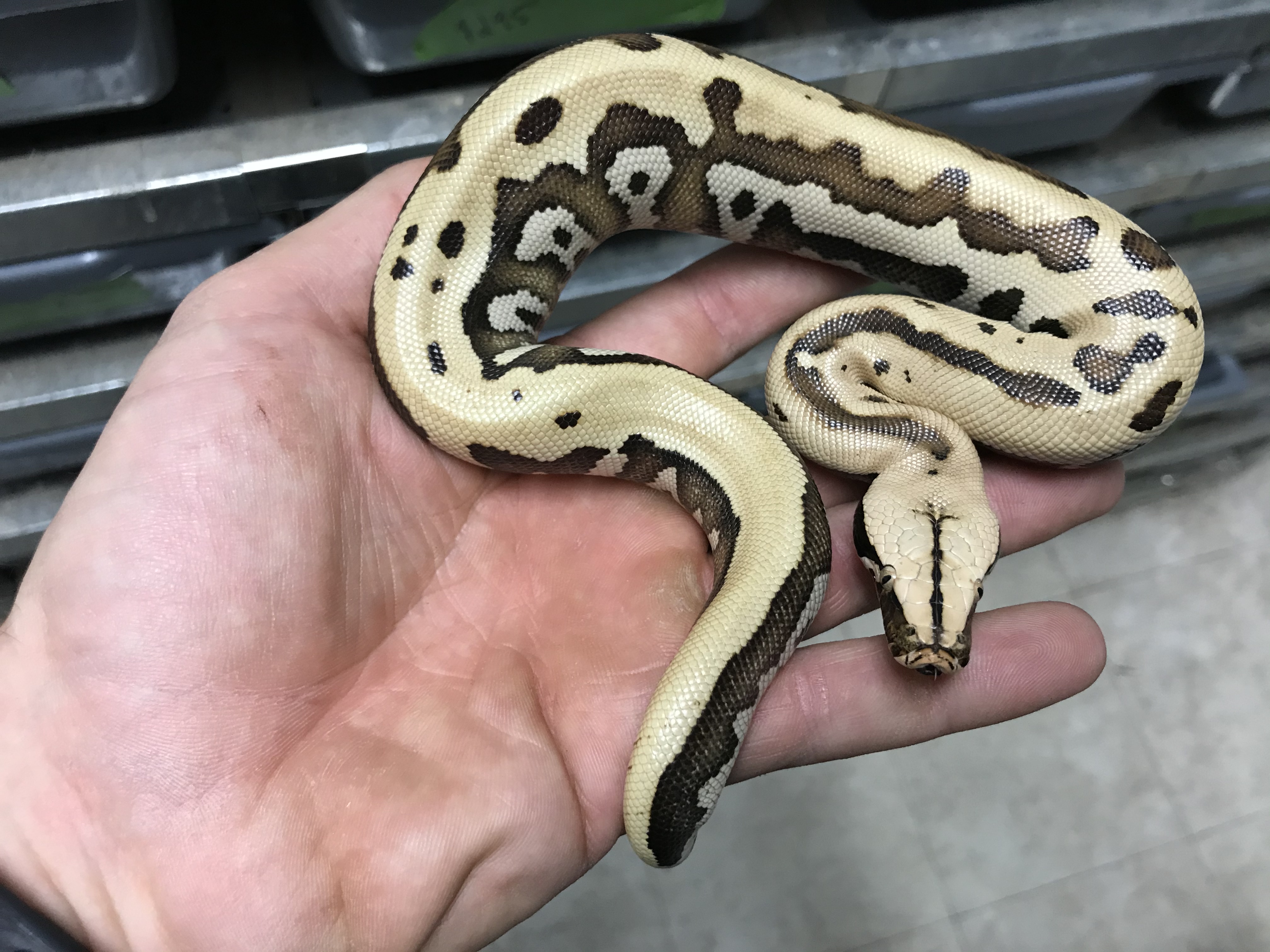 Goldeneye Blood Python by Gx3 Reptiles