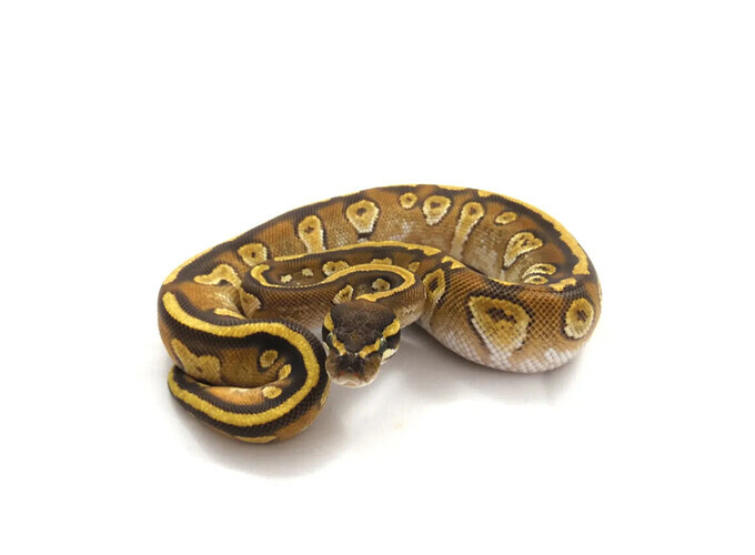 Orbit - Ball Python Traits - Morphpedia