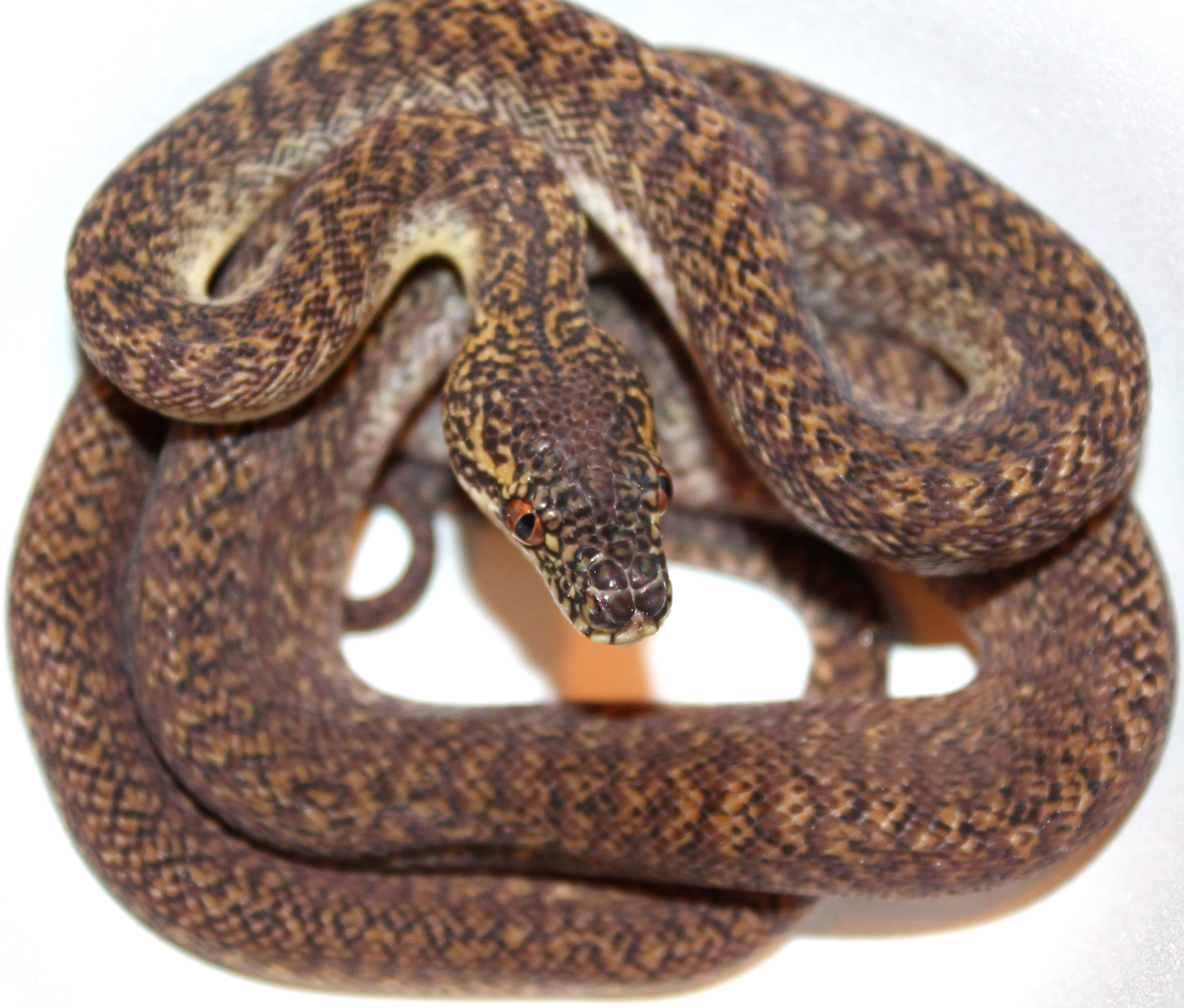 Granite Irian Jaya Carpet Python by Inland Reptile