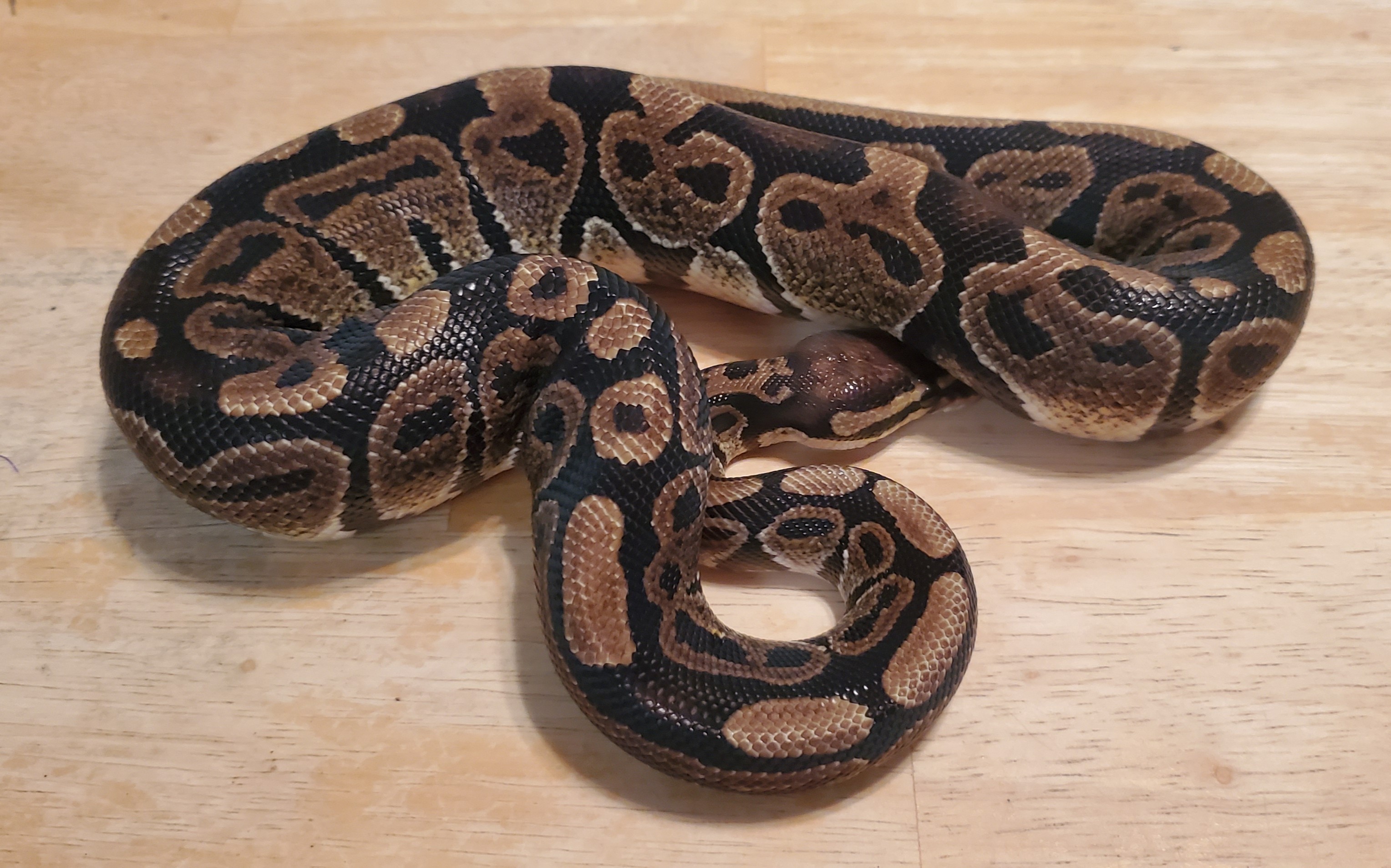 Marvel Ball Python by Serpent Serenity Reptiles and Ratterie